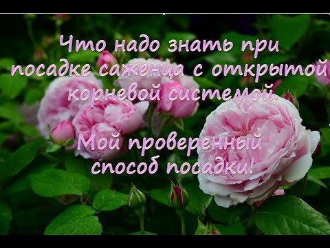 Видео: Что надо знать при посадке саженца с открытой корневой системой.  Мой проверенный способ!