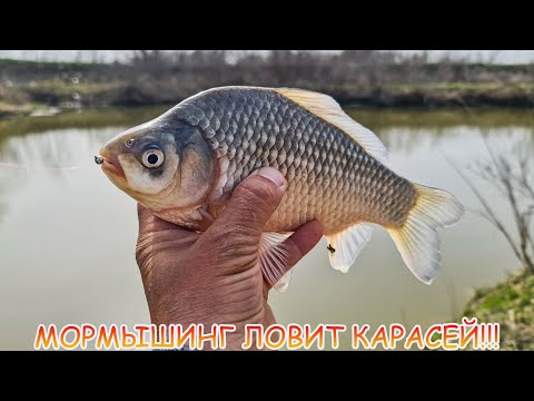 Видео: МОРМЫШИНГ ловит карасей!!! Как ловить на мормо?