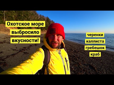 Видео: Шторм вышвыривает вкусности!