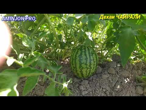 Видео: Дехаи ЧАЙРАЛИ-И Н. Темурмалик ( Советский). Дарëи СУРХОБ. Река