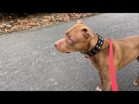 Видео: Последние дни на море. В горах с Джиной всё рассказал