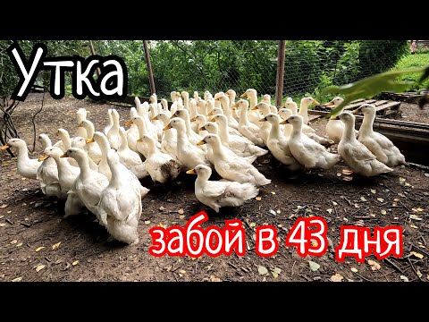 Видео: Опять УТКА! Стена в неожиданном месте, с непонятным назначением