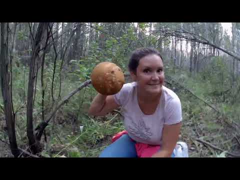 Видео: «Августовский грибной день — как это было»