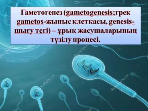 Видео: 11 сынып.Биология(ЖМБ). Гаметогенез. Адам гаметогенезінің сатылары