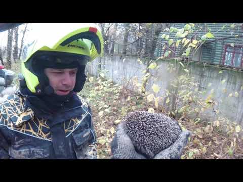 Видео: Ежик в лесу или как мы доставали квадроциклы