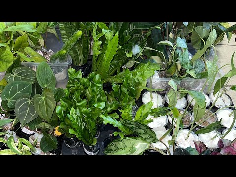 Видео: Растения из Индонезии🪴🪴🪴Редкостные Редкости☘️