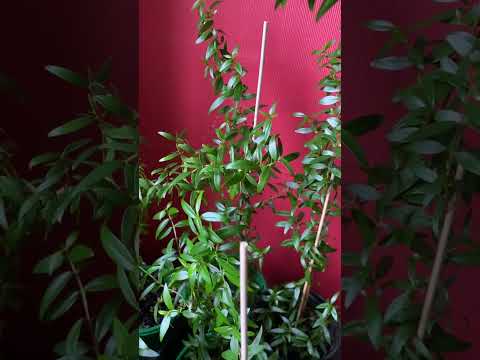 Видео: #Мирт🌱🌿разведение в поддонах.