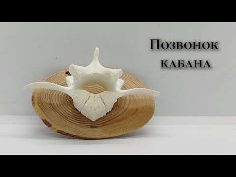 Видео: Позвонок кабана (таксидермия)