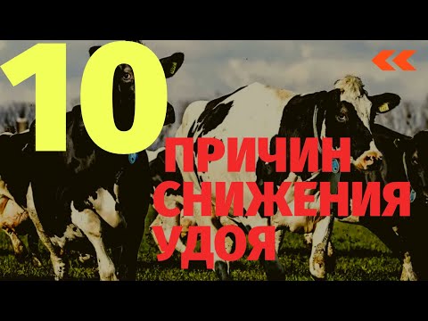 Видео: 10 причин снижения удоя на ферме. Обзор от зоотехника-практика.