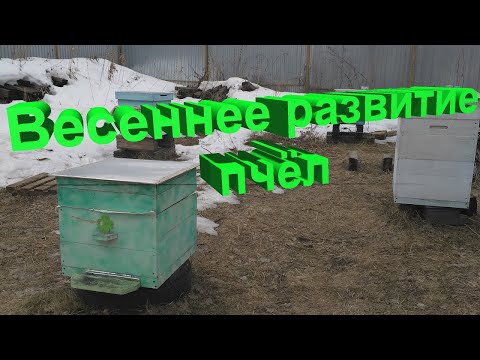 Видео: Профессор Кашковский про весеннее развитие пчёл