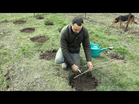 Видео: СУПЕР ПРОСТОЙ СПОСОБ  УКОРЕНЕНИЯ СМОРОДИНЫ / КАК МАССОВО РАЗМНОЖИТЬ СМОРОДИНУ ВЕСНОЙ