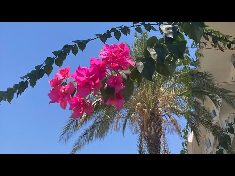 Видео: MySea Hotel Alara 4* Честный обзор! Okurcalar