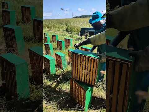Видео: Сдуваем пчёл с магазинов