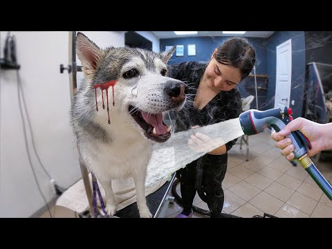 Видео: ТРЭШ и ИСТЕРИКА у ХАСКИ / Груминг и Купание собак