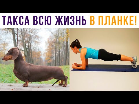 Видео: Если вам тяжело, просто вспомните, что ТАКСА ВСЮ ЖИЗНЬ СТОИТ В ПЛАНКЕ!!!))) Приколы | Мемозг 705