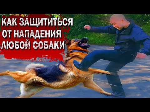 Видео: КАК ЗАЩИТИТЬСЯ ОТ НАПАДЕНИЯ ЛЮБОЙ СОБАКИ