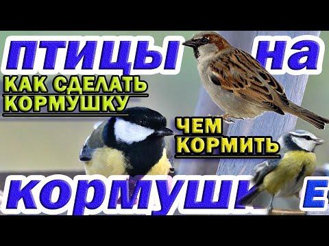 Видео: Птицы на кормушке. Как сделать кормушку и чем кормить птиц.