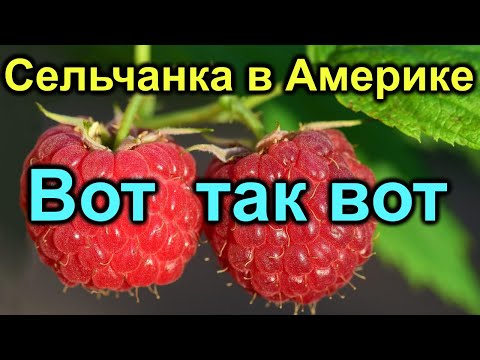 Видео: Сельчанка в Америке. Плохие новости