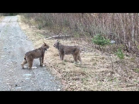 Видео: РЫСЬ В ДЕЛЕ... Рысь против волка, койота, змеи, оленя!
