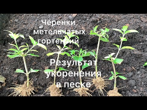 Видео: ЧЕРЕНКИ МЕТЕЛЬЧАТЫХ ГОРТЕНЗИЙ. РЕЗУЛЬТАТ УКОРЕНЕНИЯ🌱🌱🌱