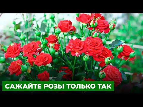 Видео: Золотое правило посадки роз 🌹