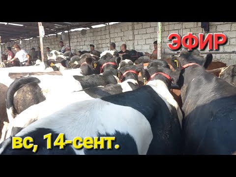 Видео: ТАДЖИКИСТАН г.ХУДЖАНД МОЛБОЗОРИ ХУЧАНД в прямом эфире!