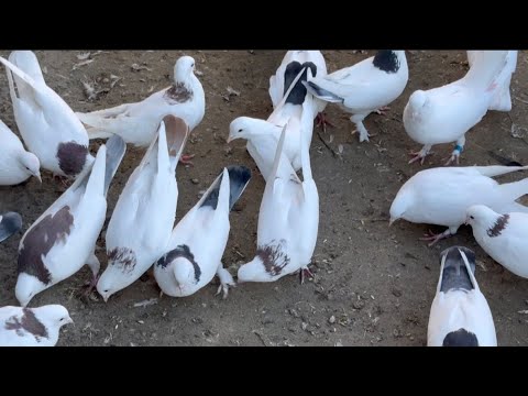 Видео: В гостях у Мурада! #бакинскиеголуби #göyərçin #pigeons #tauben #голуби