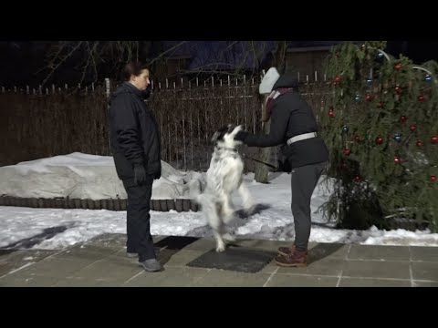 Видео: ДТ-105. Индивидуальная консультация с метисом. Кусание за руки.