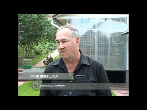 Видео: УЗБЕКСКИЕ   ГОЛУБИ