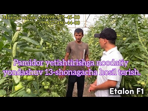 Видео: Etalon F1 билан 13-шонагача ҳосил териш, памидор етиштиришга ноодатий ёндашуви.