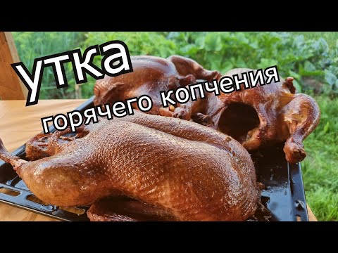 Видео: САМАЯ ВКУСНАЯ УТКА ГОРЯЧЕГО КОПЧЕНИЯ! Как научиться коптить Горячим способом Правильно и Вкусно.