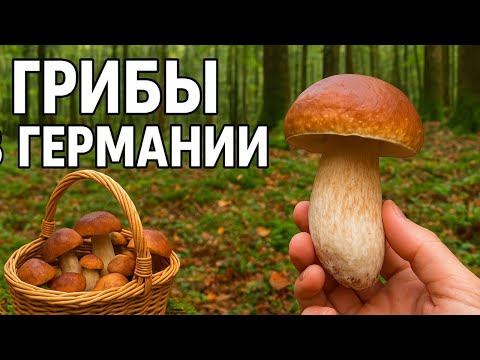 Видео: Собрали столько грибов в Германии, что чуть не получили штраф 😱