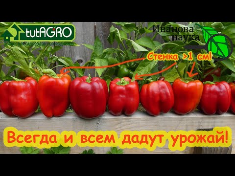 Видео: ВСЕ ДАЧНИКИ СБИЛИ НОГИ В ПОИСКЕ ЭТИХ СОРТОВ! Самые вкусные сорта перца для грунта, мешков и вёдер