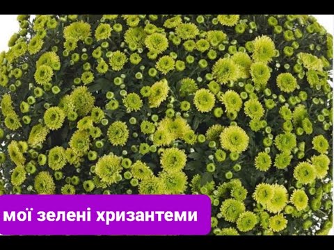 Видео: Зелені хризантеми.Мої зеленоквіткові хризантеми.Кулеподібні,корейки,горшкові і високі зелені квіти.