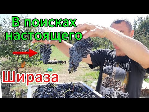 Видео: ШИРАЗ! Клон 470