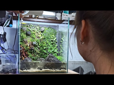 Видео: Aquael - необычные привычные кубики. Палюдариум.