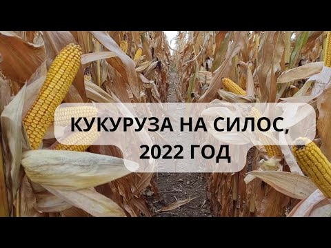 Видео: 🚩 Особенности возделывания кукурузы на силос в Ф-ле "Порозово" СПК имени Деньщикова