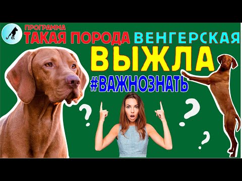 Видео: Такая Порода - Венгерская Выжла