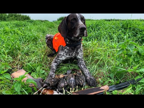 Видео: Охота на дупеля с курцхааром!