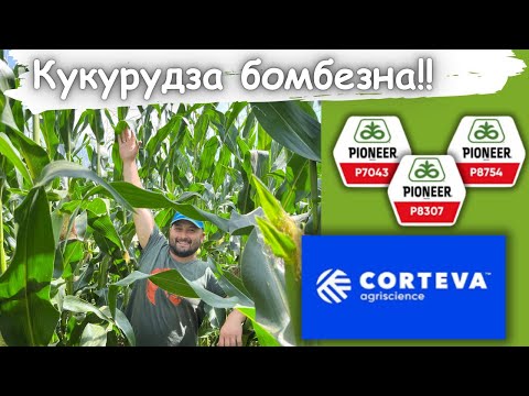 Видео: Кукурудза Pioneer - врожаю бути ‼️ #corteva