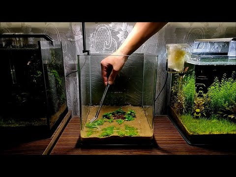 Видео: Аквариум Dennerle 20 литров c гуппи. Запуск.