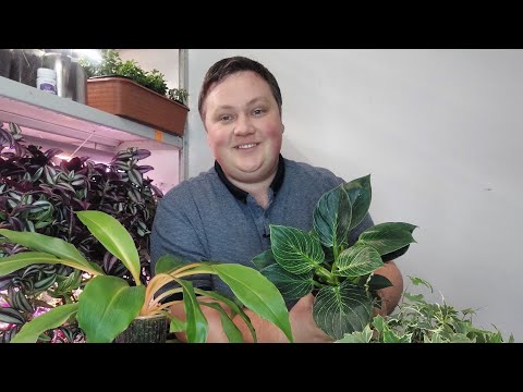Видео: Купил фитомодуль! Красотища неописуемая!😍