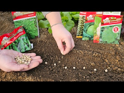 Видео: Что сеют в феврале? Ранний посев – богатый урожай!