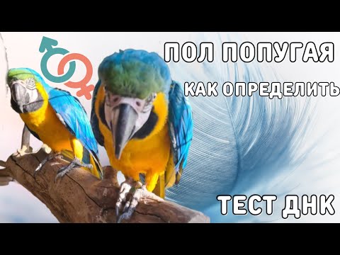 Видео: Как определить пол попугая / Тест ДНК / Как взять перо у попугая