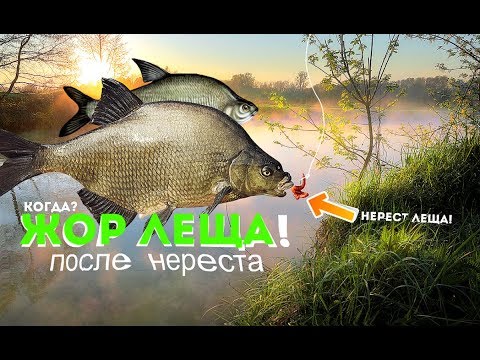 Видео: Когда начинается посленерестовый жор леща? Когда нерест леща? Клюёт ли лещ в нерест?