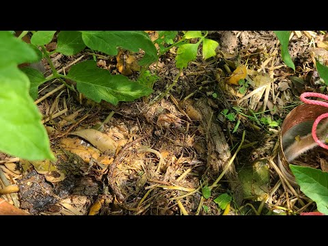 Видео: Как я использую гущу от БАРМАТУХИ.