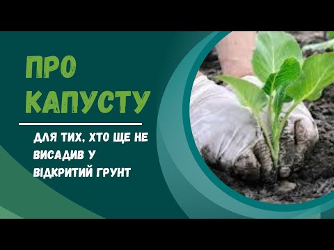 Видео: Про висаджування розсади капусти у відкритий грунт (для тих, хто цього ще не зробив).