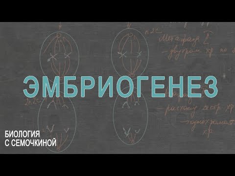 Видео: Эмбриогенез