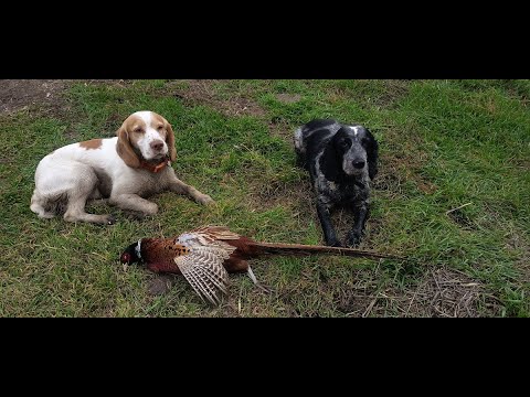 Видео: 12 выход гоняем фазанов по угодьям