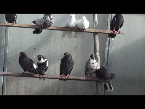 Видео: николаевские голуби моя молодежь 2020 г
